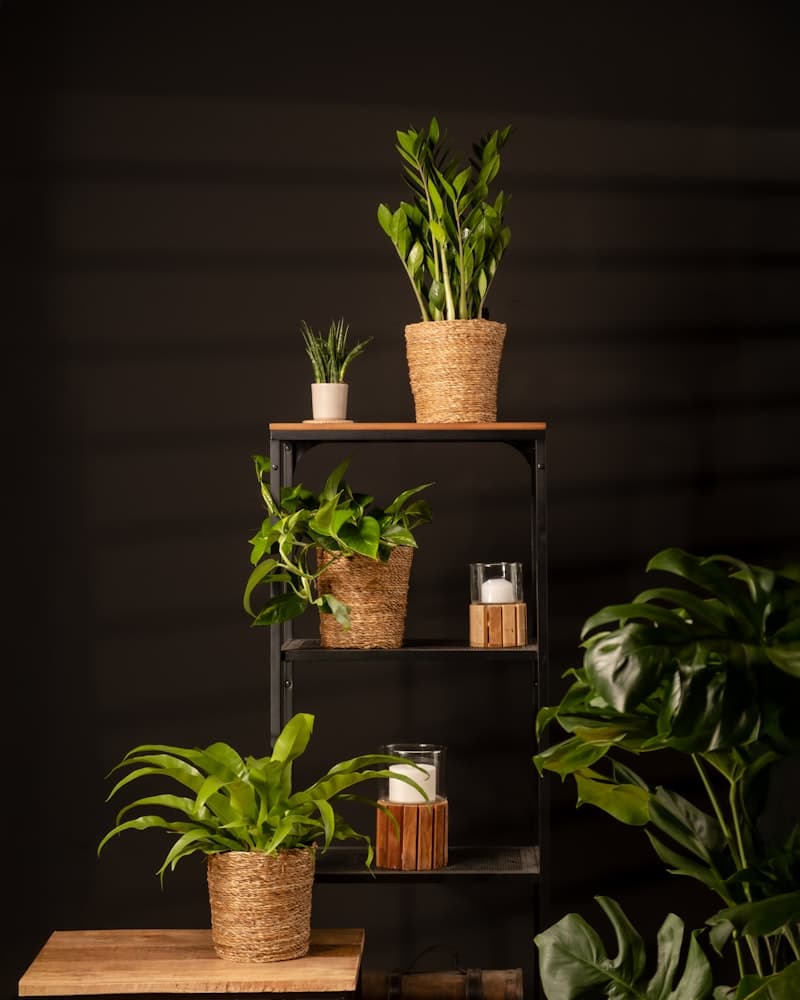 Prateleira com vasos e plantas de diferentes tamanhos