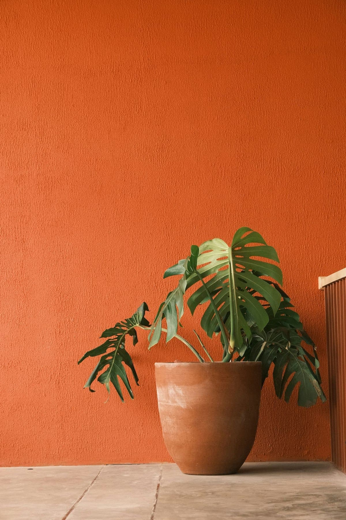 Costela-de-adão em vaso de terracota, composição da Mavife Atelier Verde